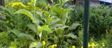 DSCN1782